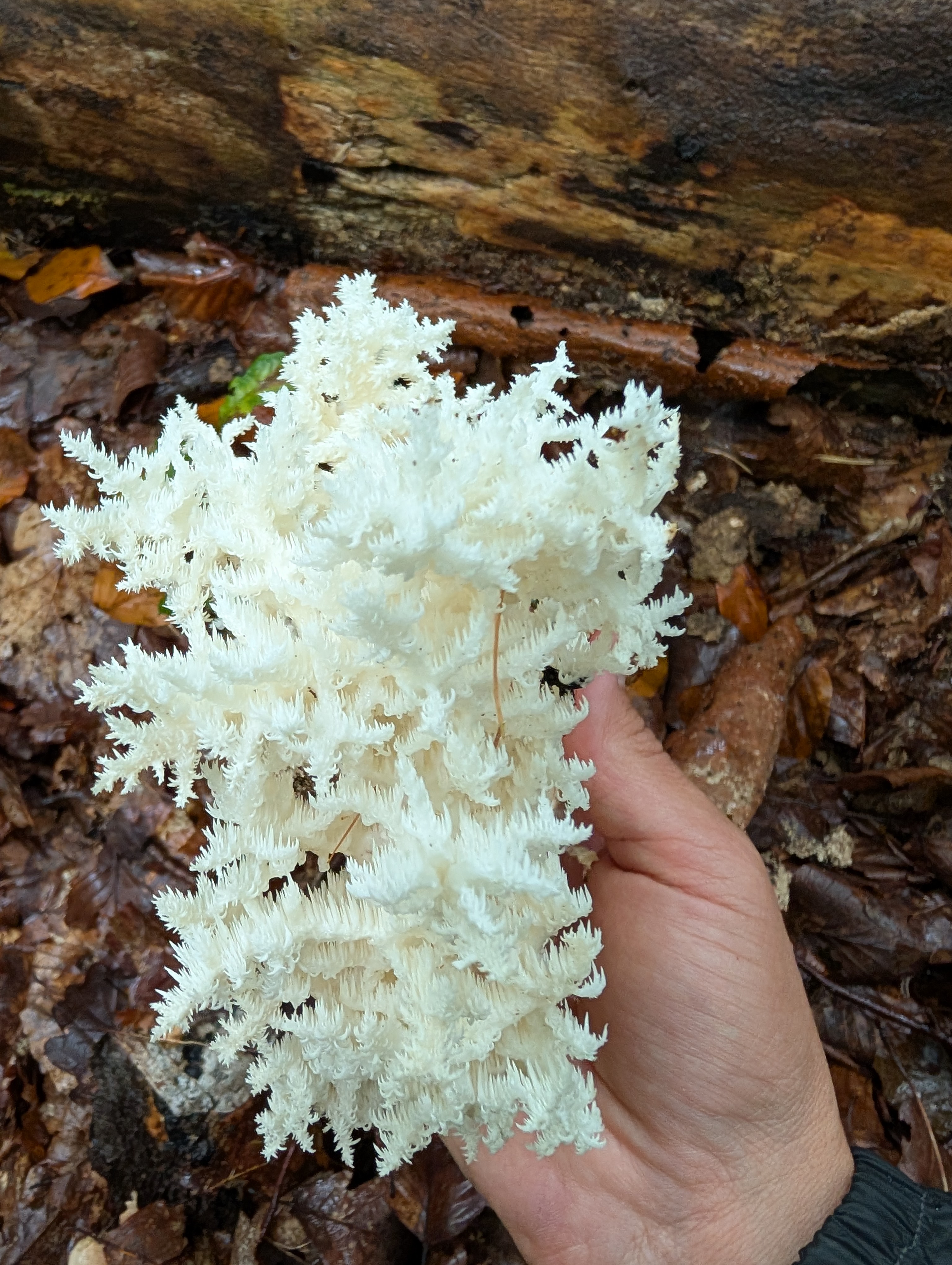 Soplówka bukowa (Hericium coralloides)